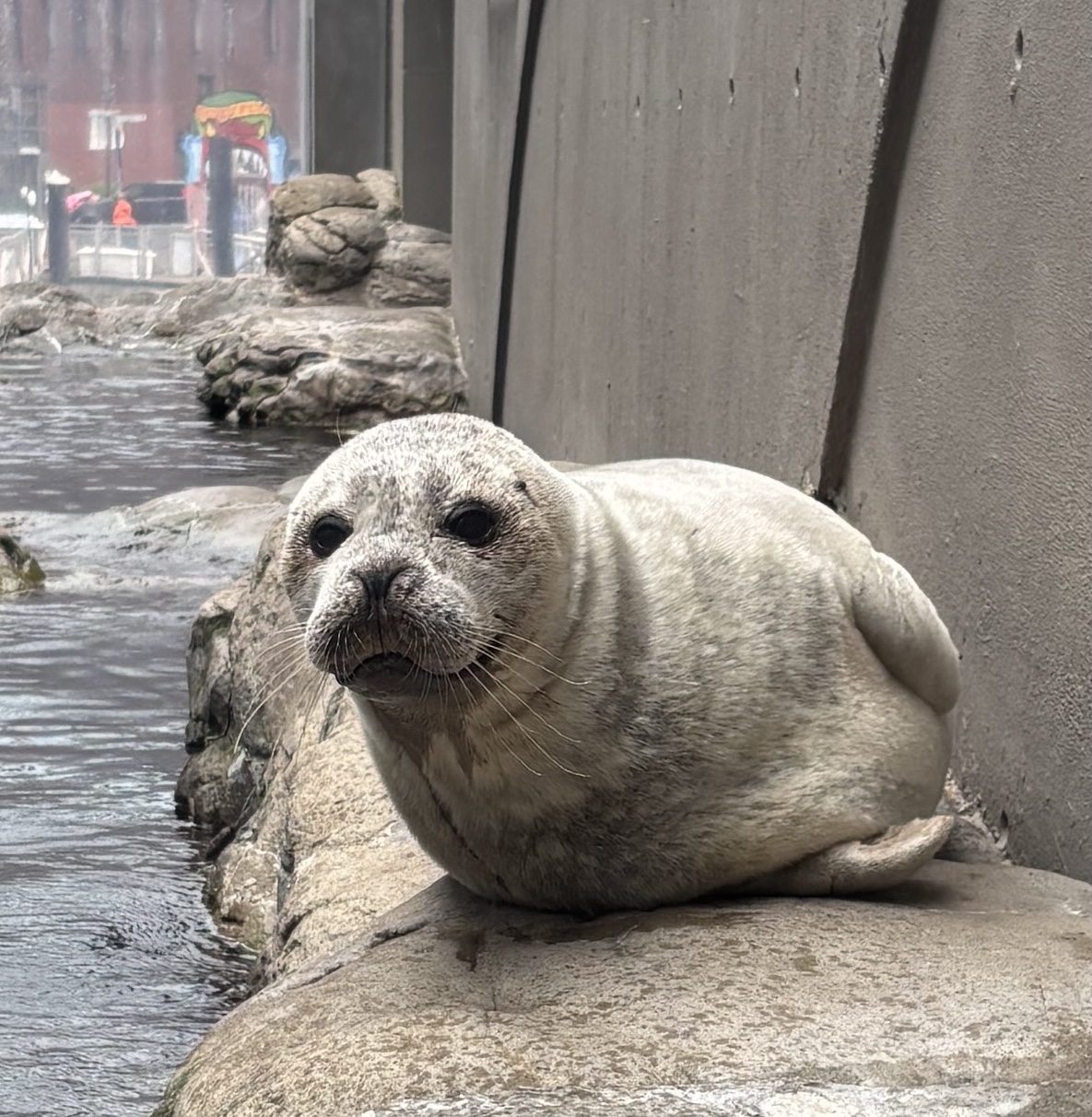 Picture of Seal from Boston Aquarium