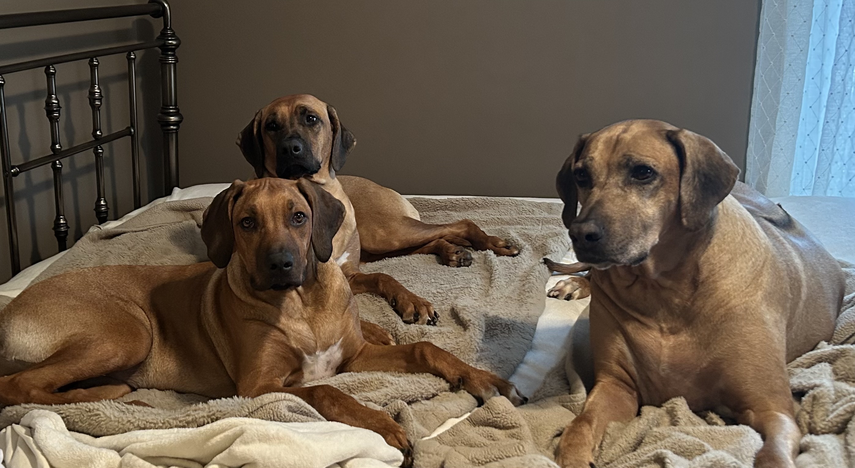 Three Rhodesian Ridgebacks